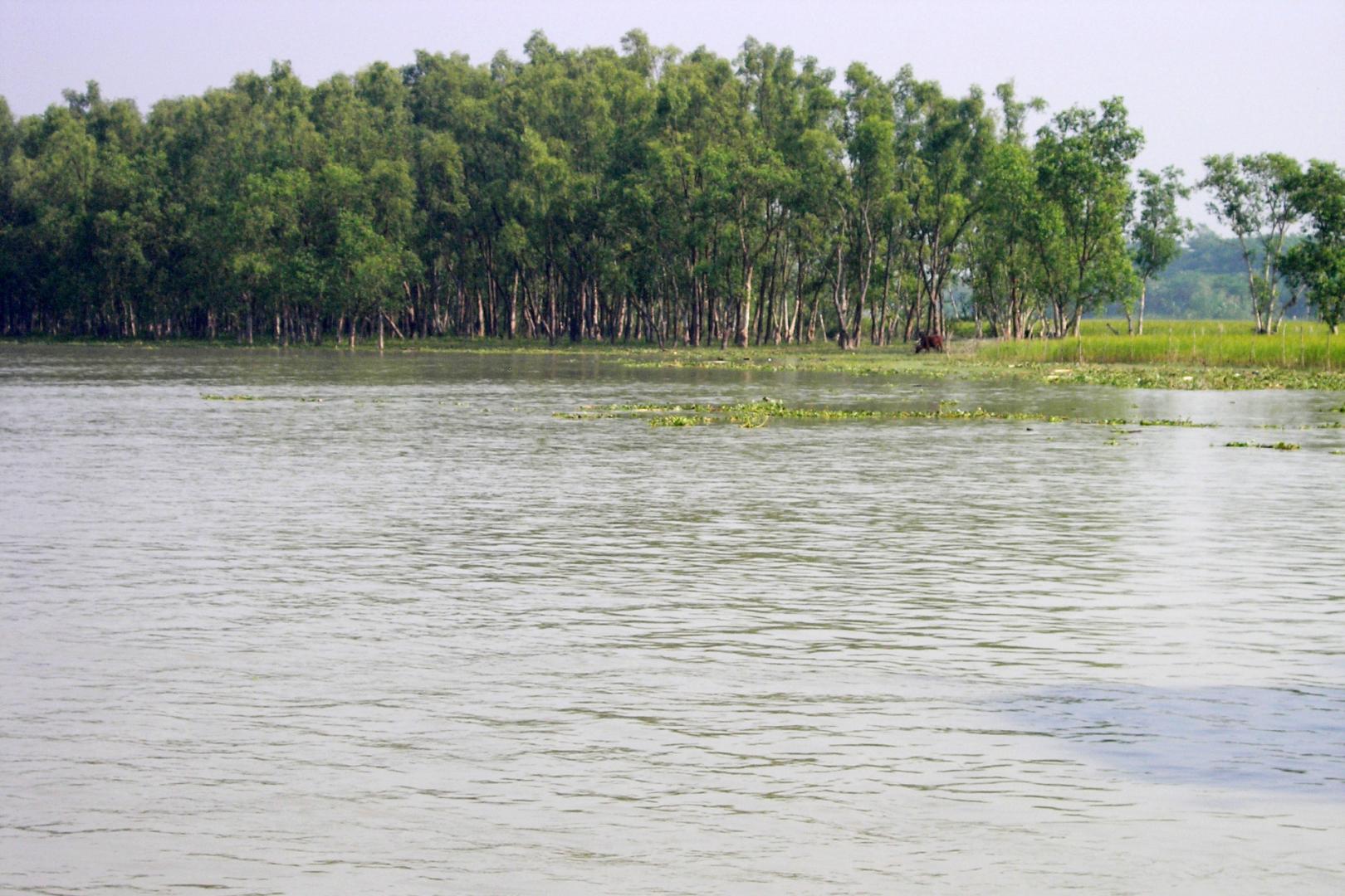 08_sund-26e_mangrove_05_psd.jpg