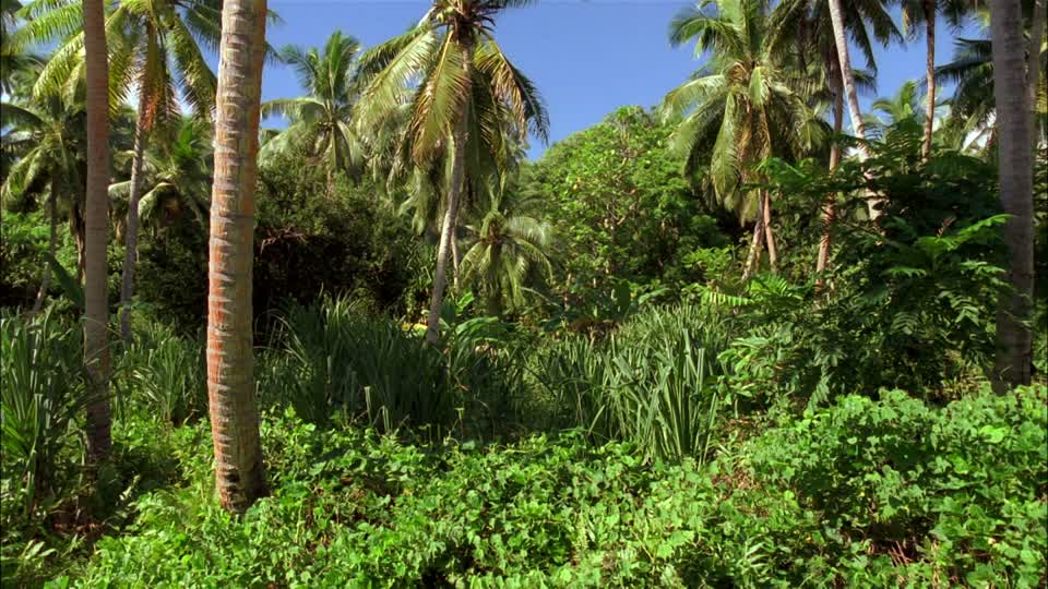 740780479-tonga-foret-tropicale-automne-