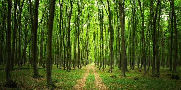 Les 7 plus grandes forêts de notre planète