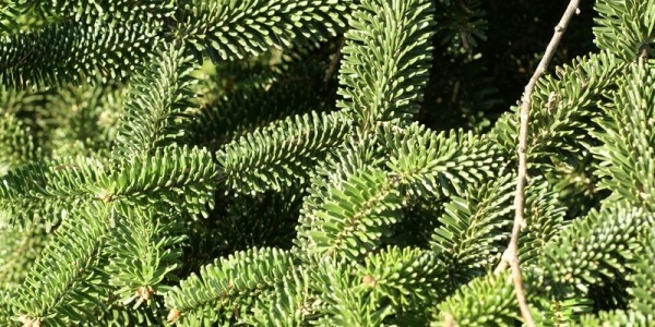 De verschillende Pinaceae variëteiten