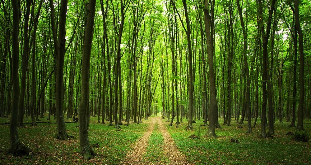 De 7 grootste bossen op onze planeet